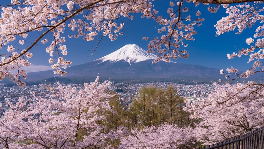 La tradicional temporada de cerezos en flor en Japón inicia este mes